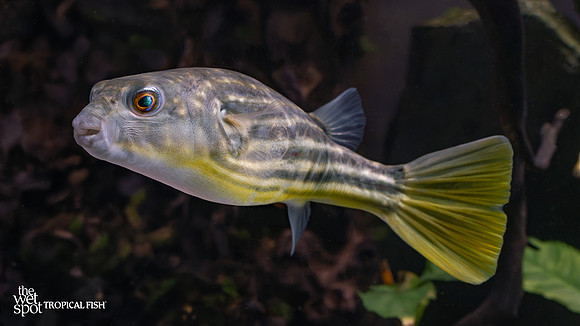 Tetraodon lineatus "Nile Puffer"
