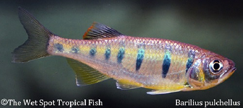 Opsarius pulchellus - Royal Butterfly Danio