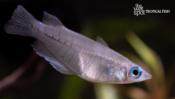 Oryzias dancena "Blue Eye Ricefish"