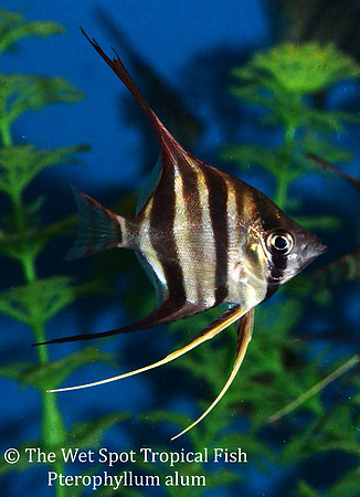Pterophyllum altum - Altum Angelfish (juvenille)