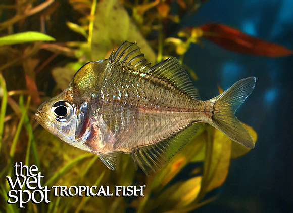 Parambassis pulcinella"Humphead Glass Fish"