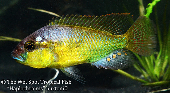 Haplochromis burtoni female