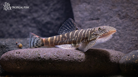 Gastromyzon sp. "Sk05" "Rainbow Tiger Borneo Sucker Loach"