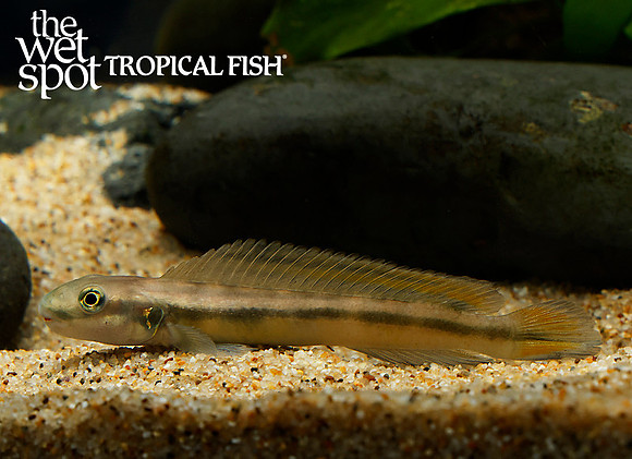 Gobiocichla wonderi