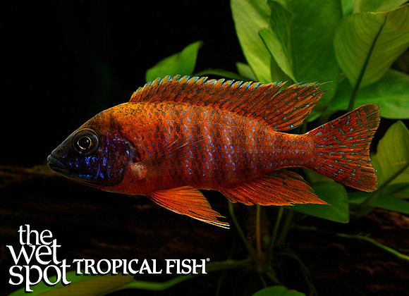 Aulonocara sp. Maleri Rubin Red