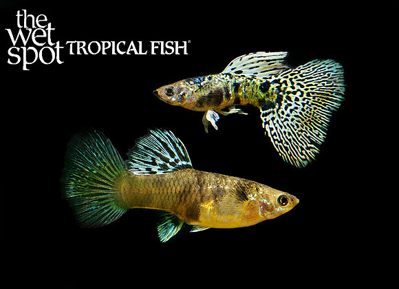 Poecilia reticulata "Mini Tiger Guppy"