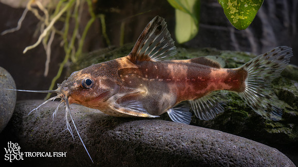 Mochokiella paynei "Yellow Banded Catfish"