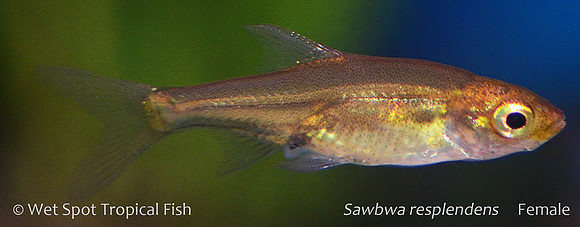 Sawbwa resplendens, female - Rummynose / Naked Rasbora