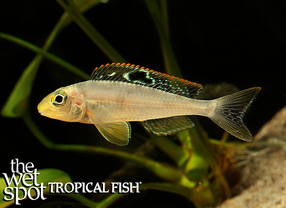 xenotilapia