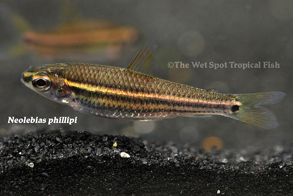 Neolebias phillipi - Phillip's Neolebias