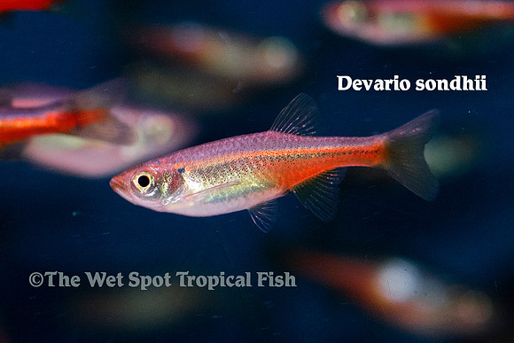 Devario sondhii - Fire Line Danio