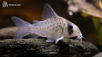 Corydoras atropersonatus "Polka Dot Cory" "Peru"