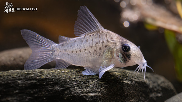 Corydoras atropersonatus "Polka Dot Cory" "Peru"
