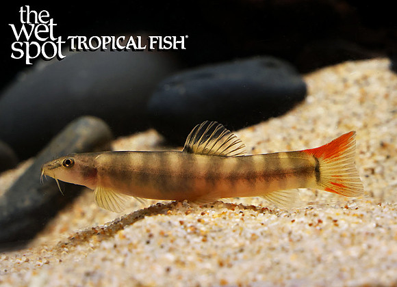 Schistura carbonaria"Pasta Loach"