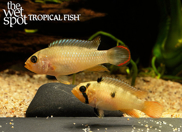 Apistogramma panduro
