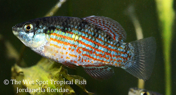 Florida Flag Fish - Jordanella floridae