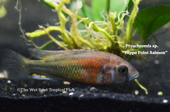 Ptyochromis sp. Hippo Point Salmon
