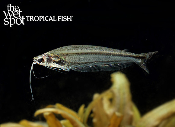 Parailia pellucida  African Glass Cat