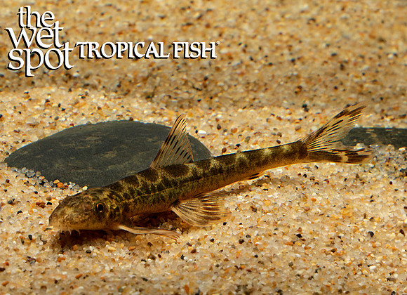 Pseudohomaloptera sp.  "Spotted Lizard Loach"