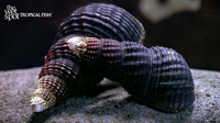 Tylomelania sp. "Matano Mini Rabbit Snail"