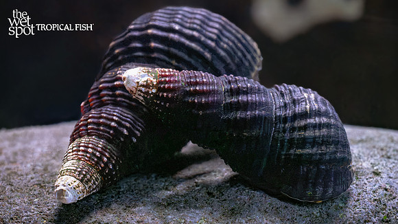 Tylomelania sp. "Matano Mini Rabbit Snail"