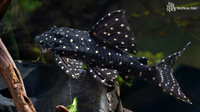 Panaqolus albomaculatus "LDA31" "Galaxy Pleco"