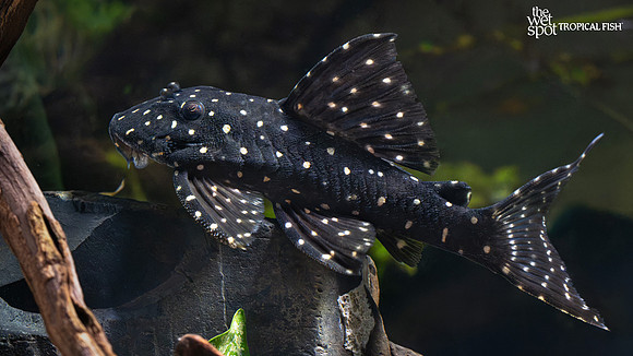 Panaqolus albomaculatus "LDA31" "Galaxy Pleco"