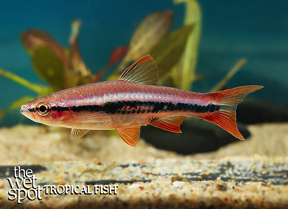 Rasbora patrickyapi "Patrick's Rasbora"