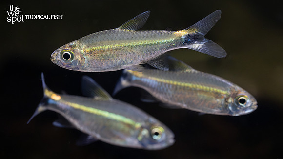Hemigrammus hyanuary "Costello Tetra" "Peru"