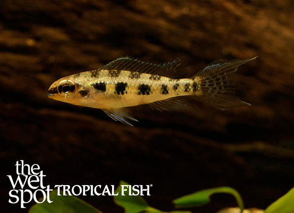 Dicrossus filamentosus "Checkerboard Cichlid" "Colombia"