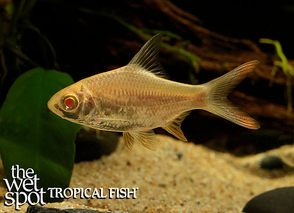 Barbonymus altus - Albino Tinfoil Barb