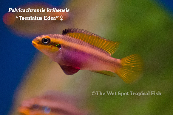 Pelvicachromis kribensis - Taeniatus Edea ♀