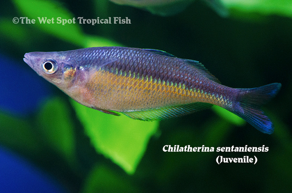 Sentanai Rainbowfish - Chilatherina sentaniensis