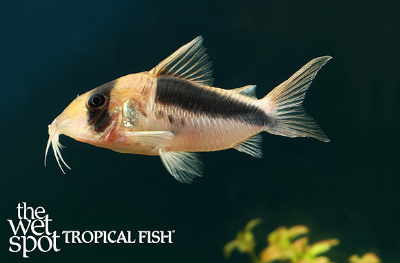 Corydoras sp."CW106"