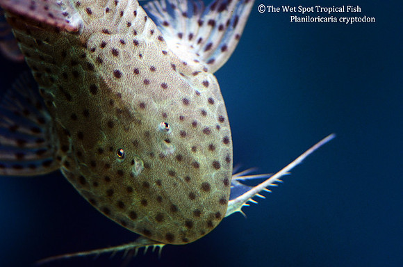 Circular Whiptail Catfish - Planiloricaria cryptodon