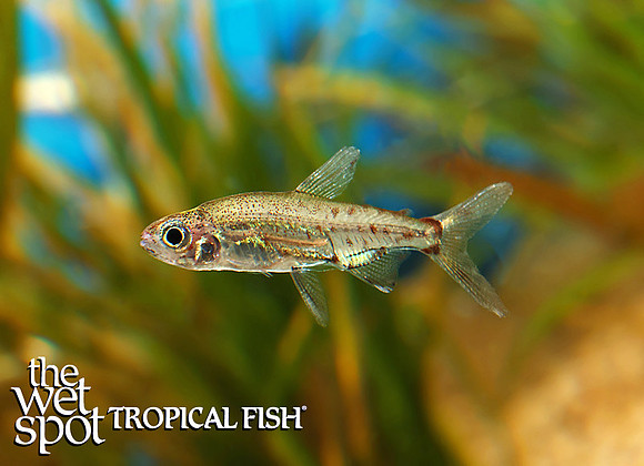 Lepidarchus adonis signifer  - Adonis Tetra