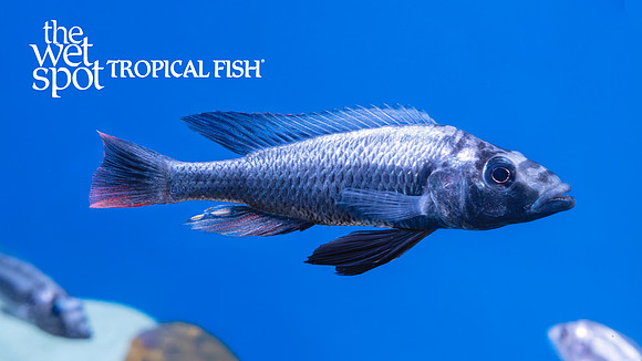 Haplochromis thereuterion