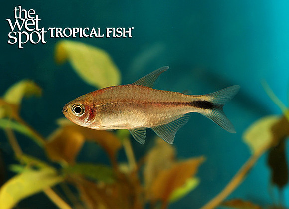 Hyphessobrycon sp. - Infernalis Infernal Tetra