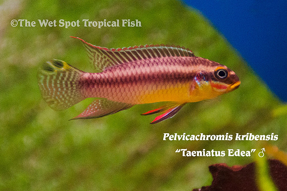 Pelvicachromis kribensis - Taeniatus Edea ♂