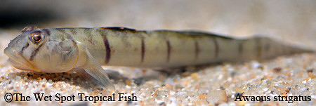 Candy Stripe Goby - Awaous flavus