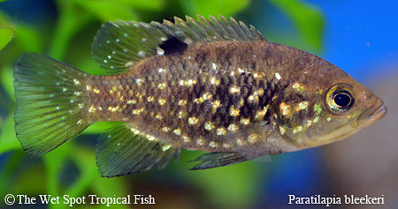 Paratilapia bleekeri