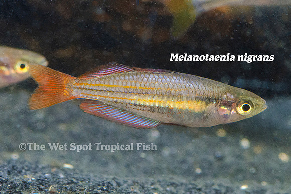 Dark Australian Rainbowfish - Melanotaenia nigrans