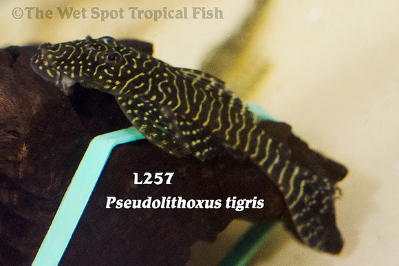 Pseudolithoxus tigris "Tigris Pleco" L257