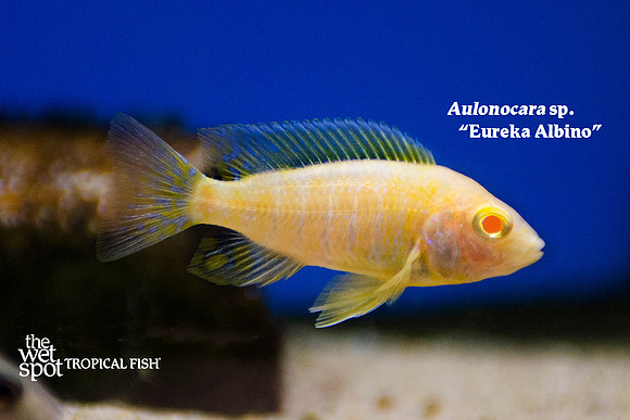 Aulonocara sp. "Eureka" Albino
