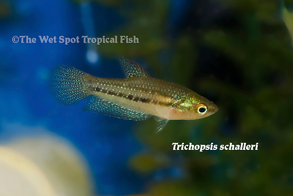 Trichopsis schalleri - Giant Sparkling Gourami