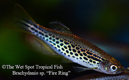 Brachydanio kyathit - Fire Ring Danio