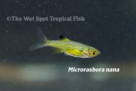 Microrasbora nana - Dwarf Rasbora