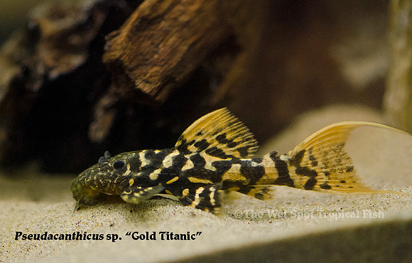 Pseudacanthicus sp. "Gold Titanic"