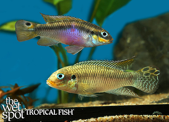 Pelvicachromis kribensis Taeniatus Djanje