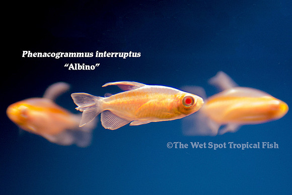 Phenacogrammus interruptus "Albino" - Albino Congo Tetra